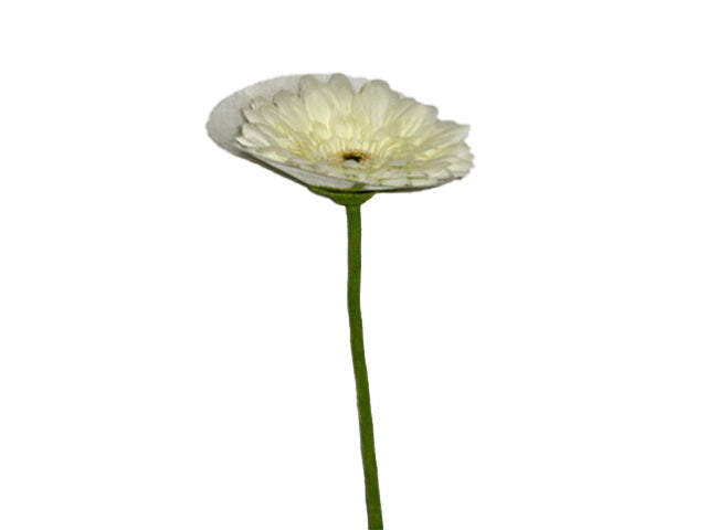gerbera crema 8013