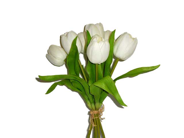 Mazzo tulipano crema 9051