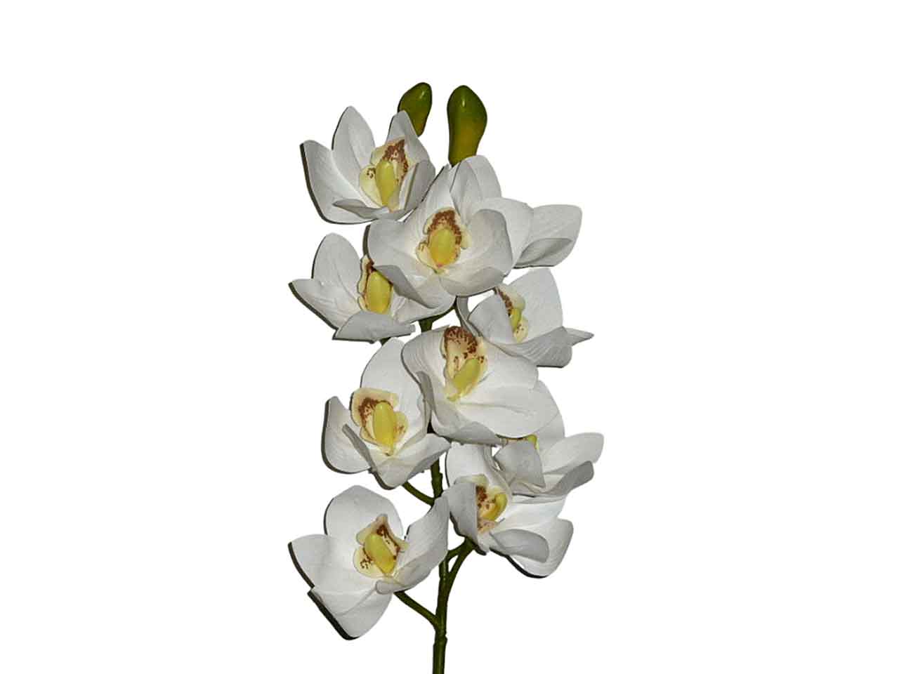 Orchidea crema 9201