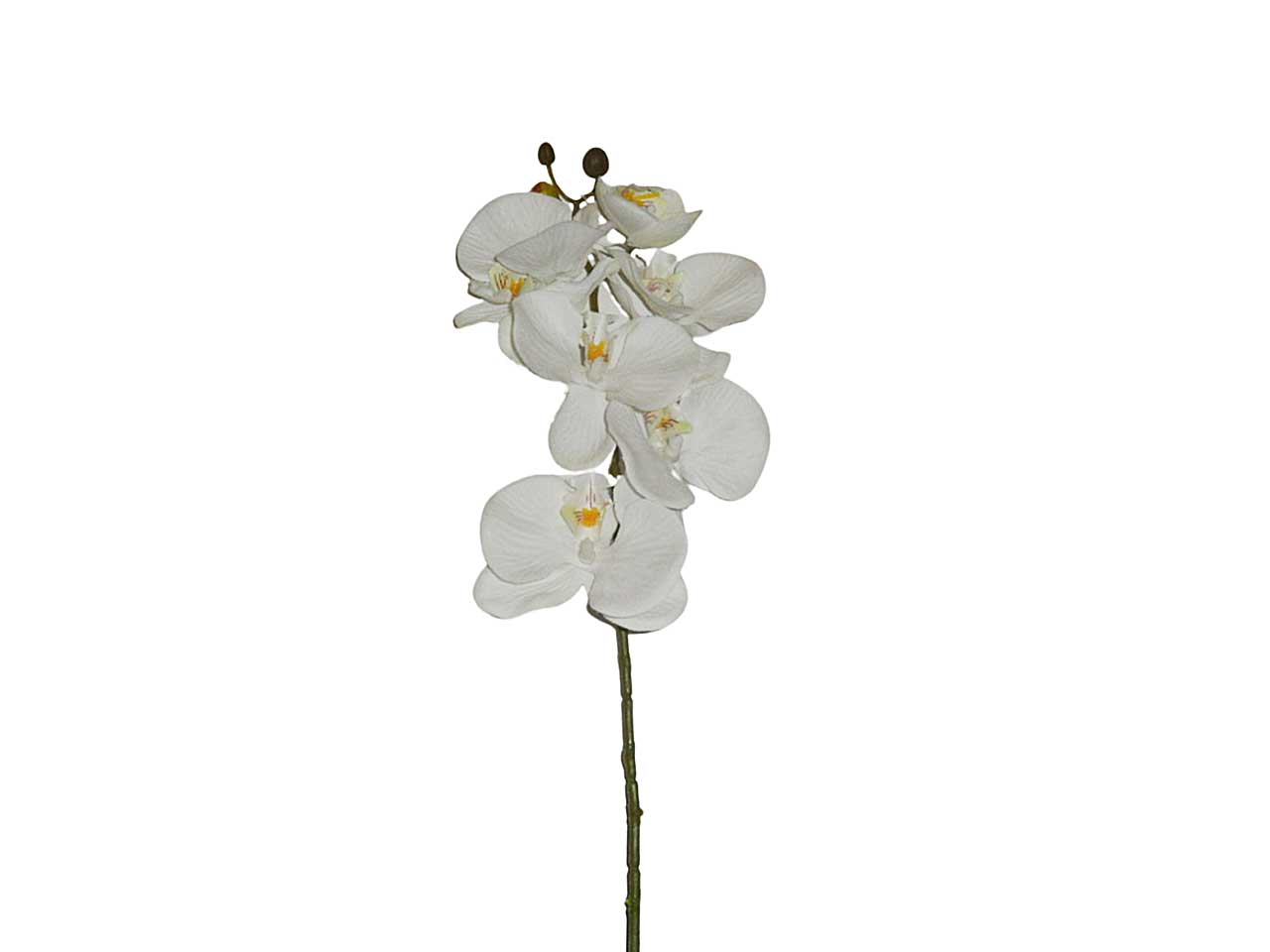 Phalenopsis x6 crema 9204