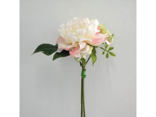 Peonia rosa 0456