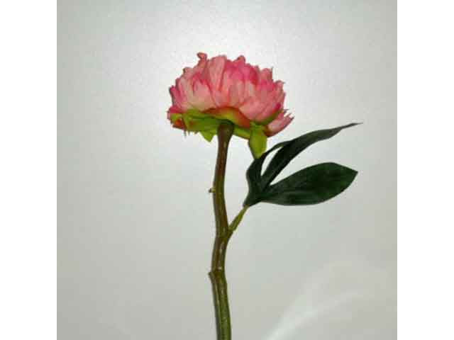 Peonia rosa 1165