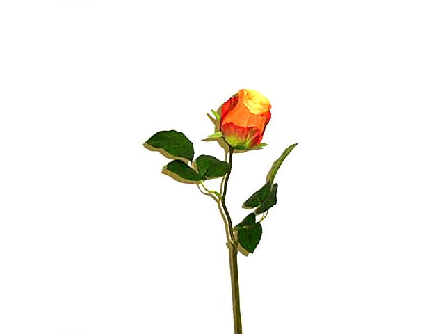 rosa arancio 4614