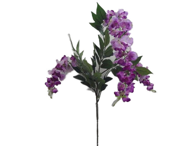 glicine lavanda 1235