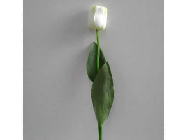 tulipano bianco 0339
