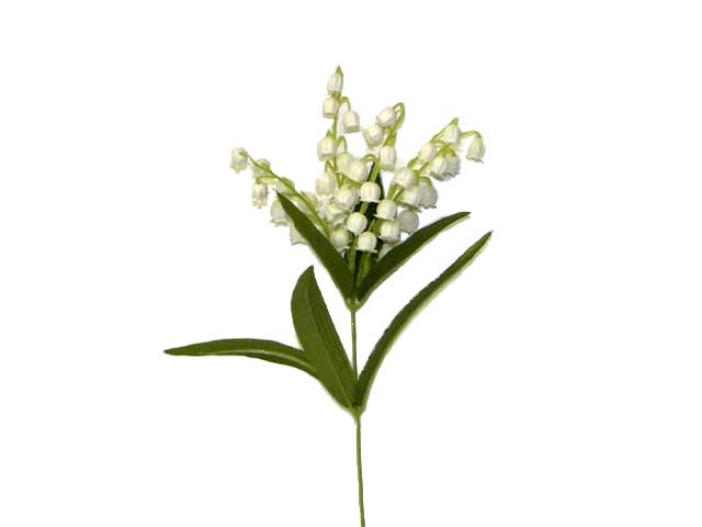 Lilium 1118