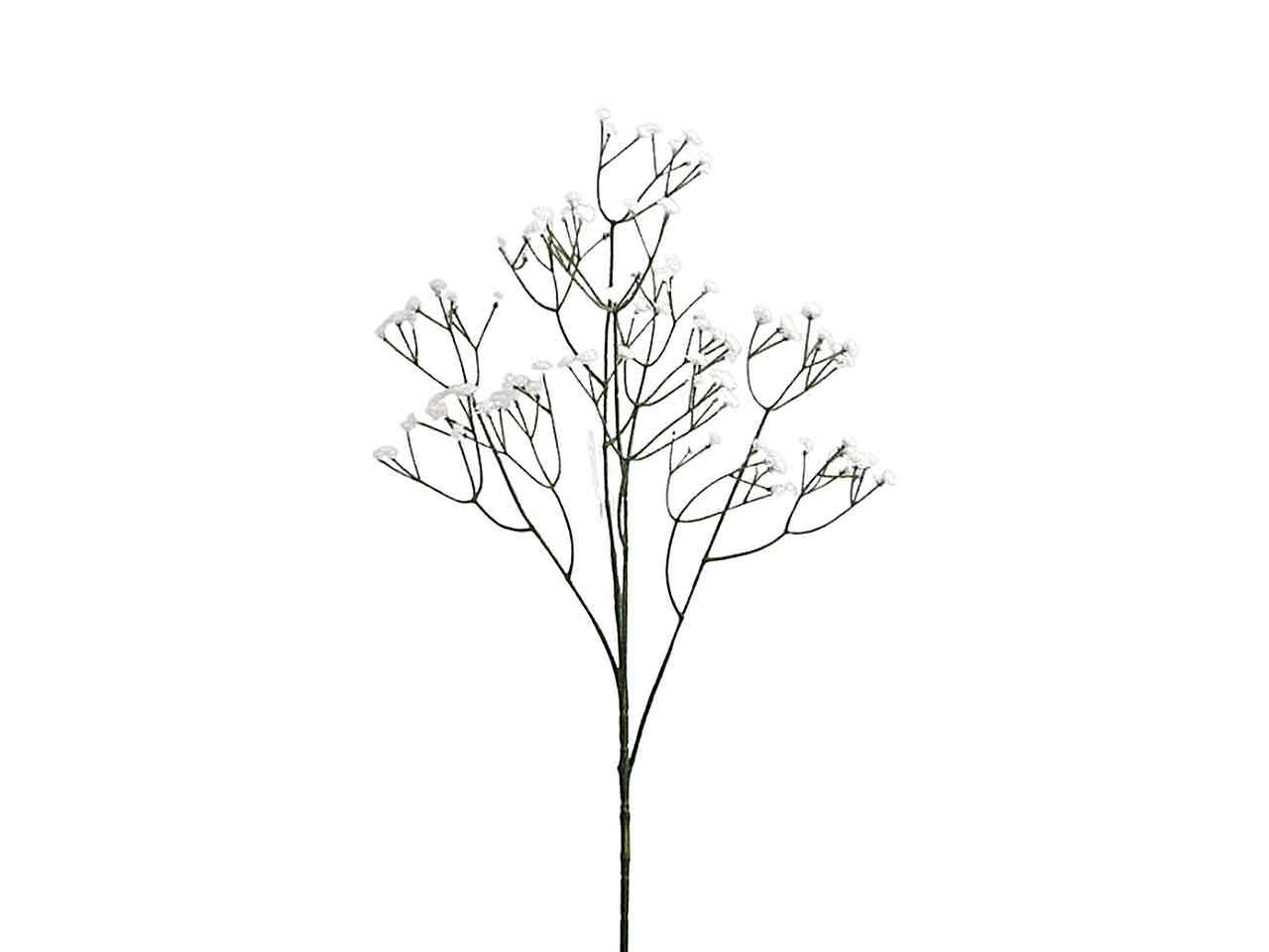 nebbiolina bianca 6103