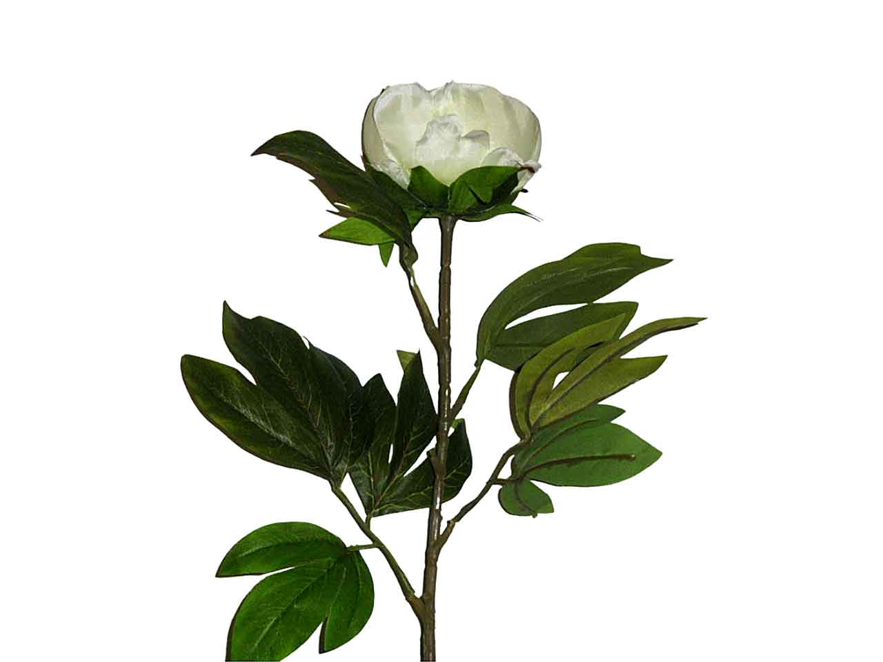 Peonia bianca 9210