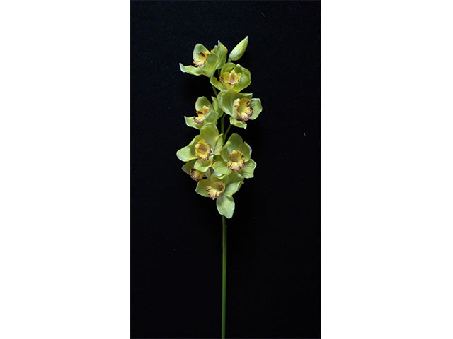 orchidea verde 1152