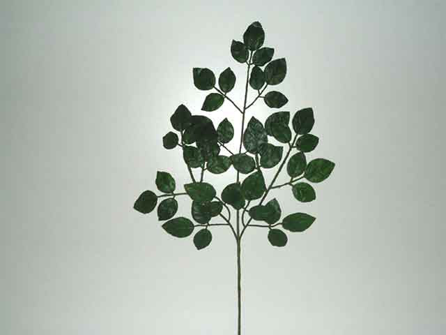 Foglia della rosa verde 1170