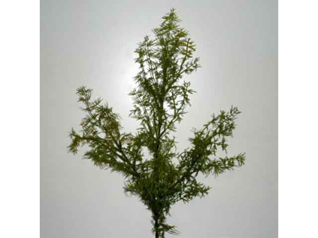 Clau grass verde 5002