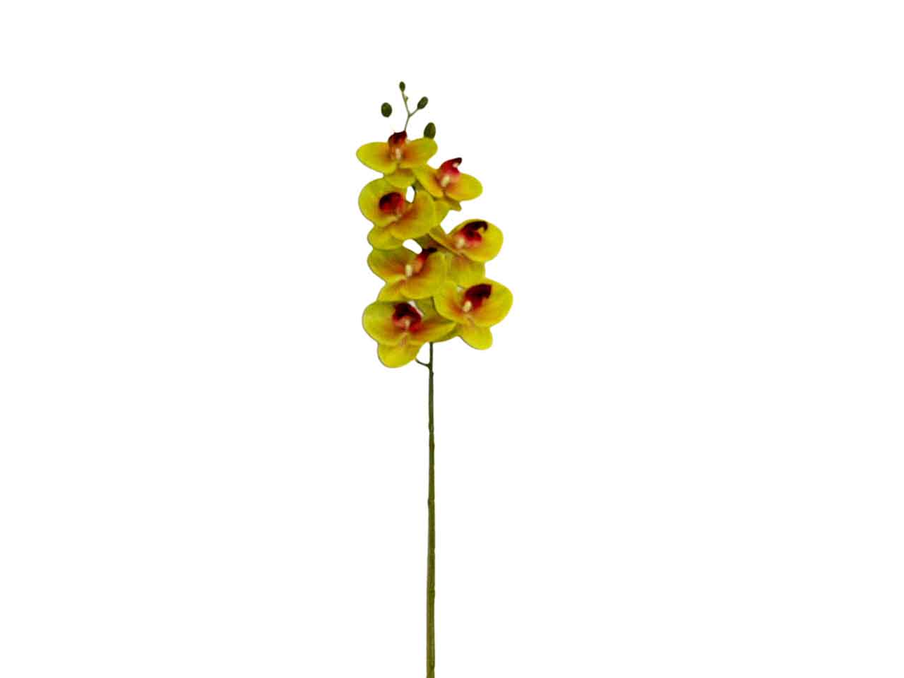 Orchidea verde 6015