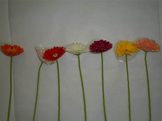 Gerbera ass. 8013
