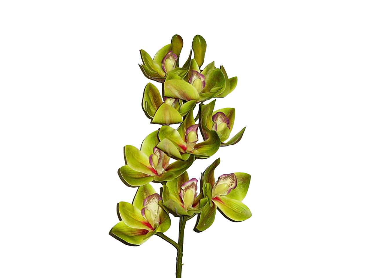 Orchidea verde 9201