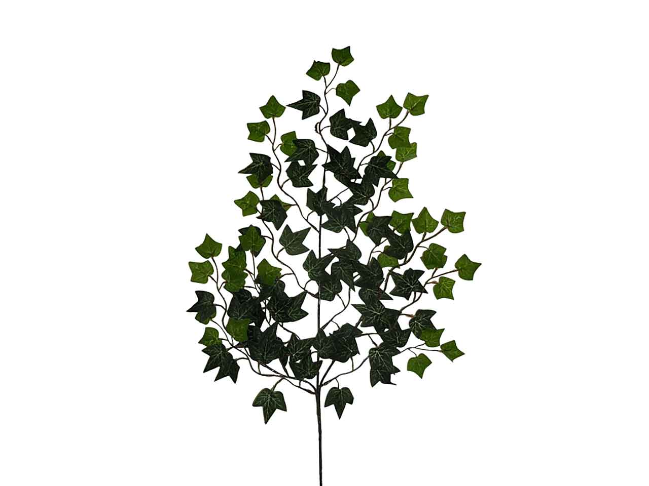 Edera sfumata 0440