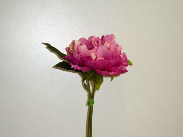 Peonia porpora 0456