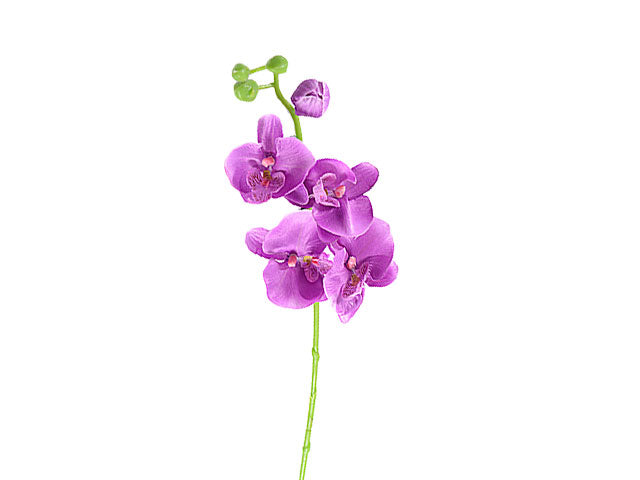 orchidea viola 1212