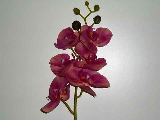 Ordchidea beauty 9000
