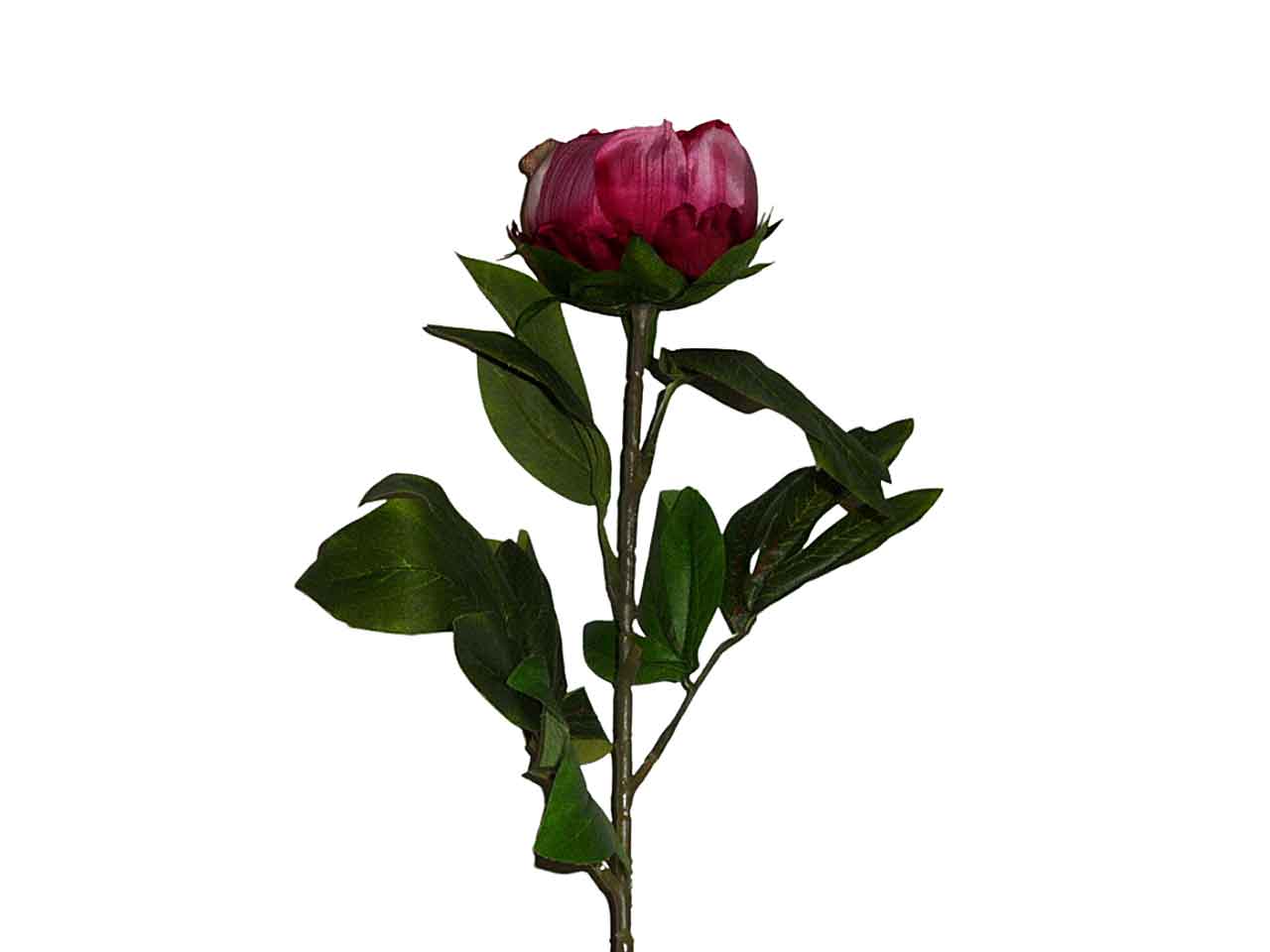 Peonia beauty 9210