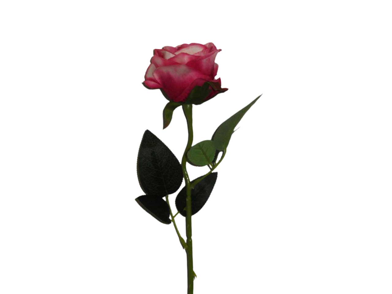 Rosa beauty 9213