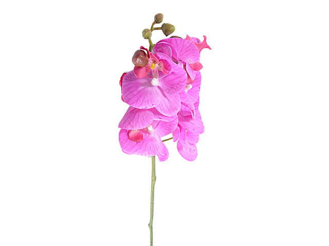 orchidea fucsia 1150