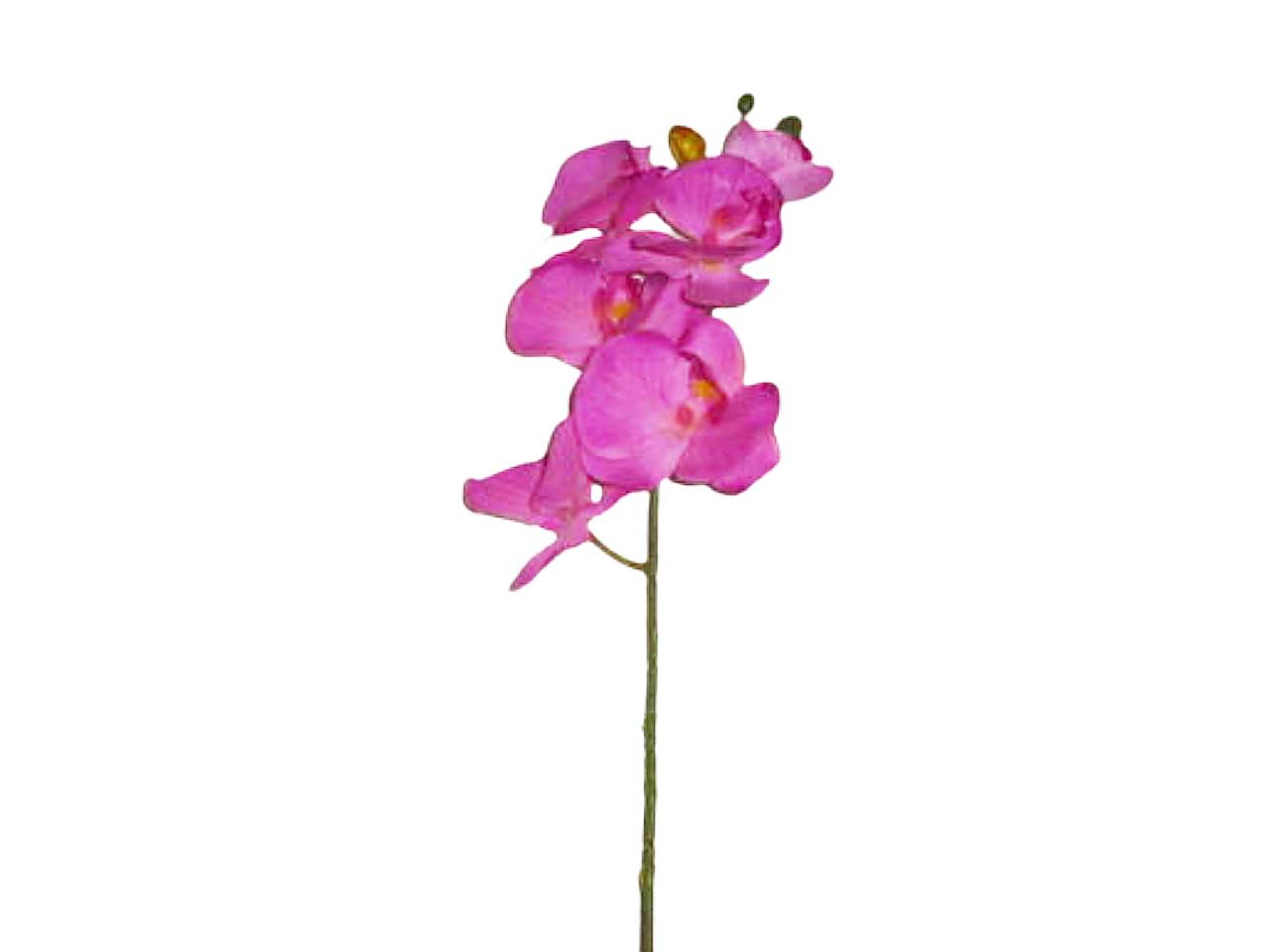 Phalenopsis x6 rosa 9204