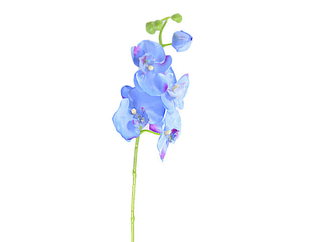 orchidea blu 1212