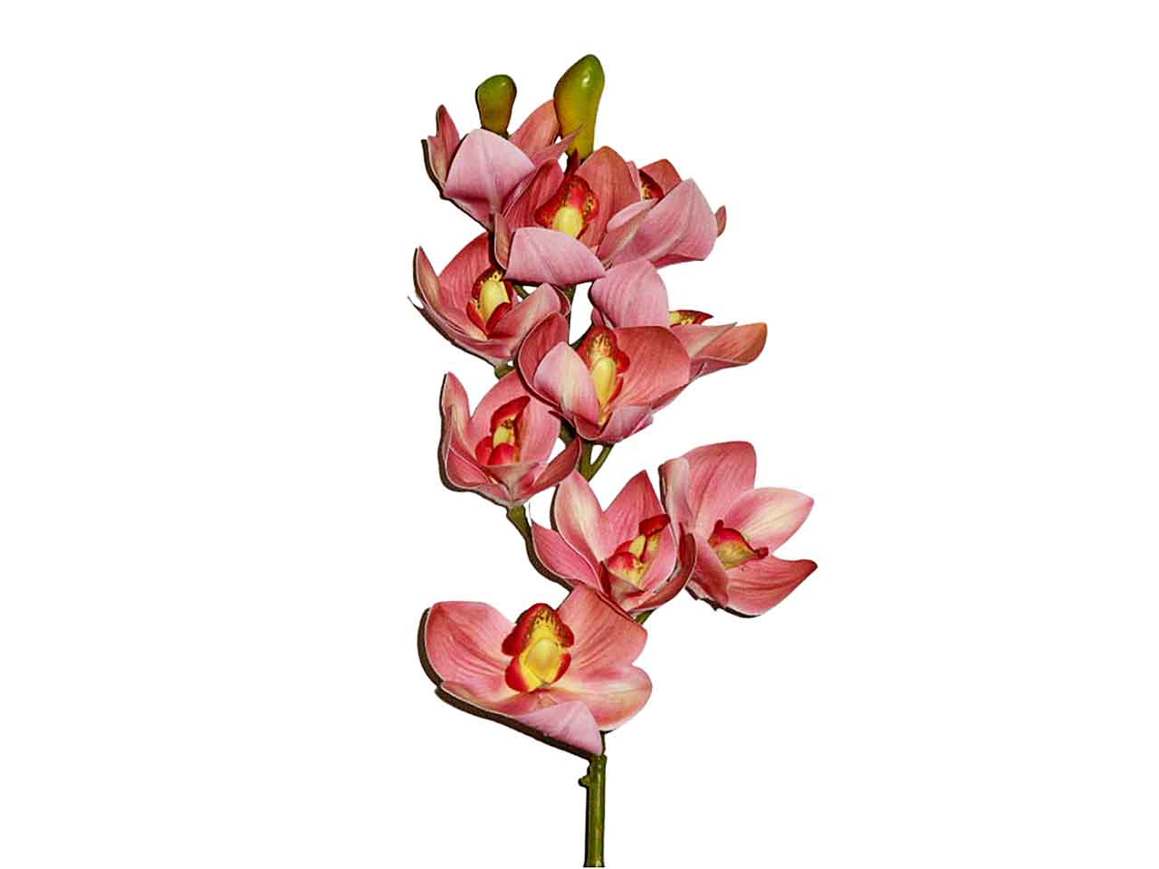 Orchidea mauve 9201