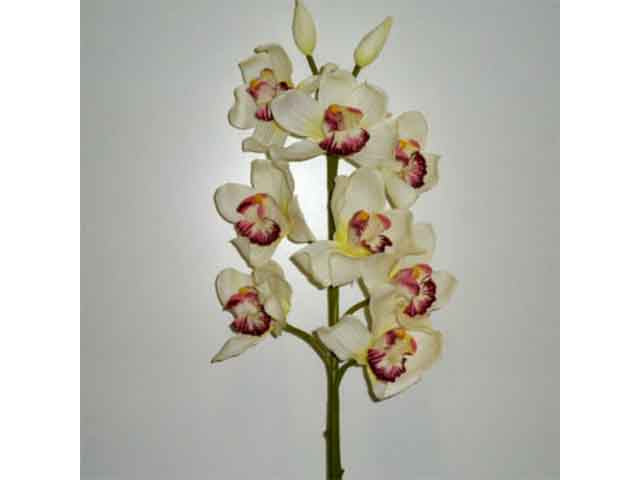 orchidea crema/bianca 1152