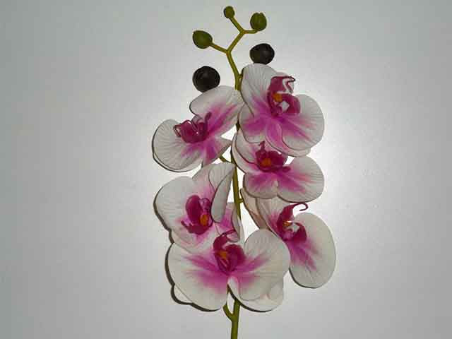 Orchidea crema/rosa 9000