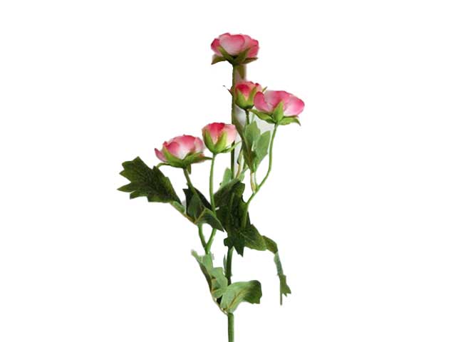 Ranuncolo rosa 0430