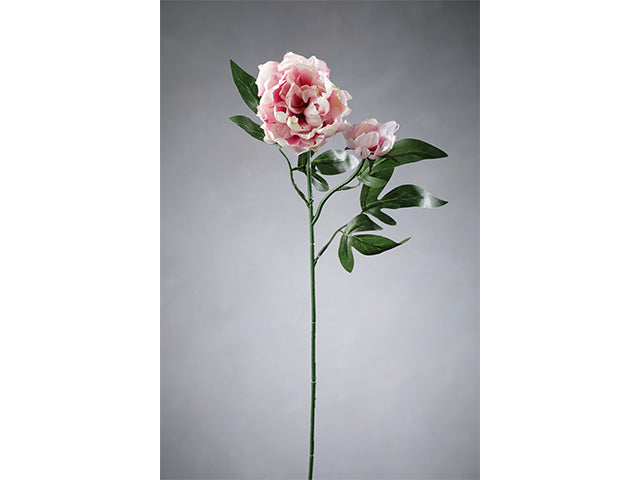 peonia 8164x