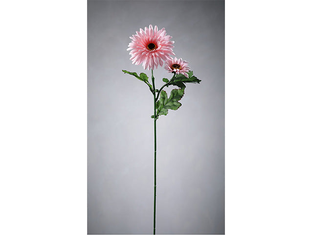 Gerbera 8493x