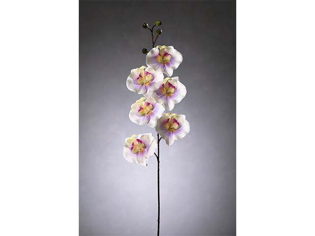 orchidea 8821x