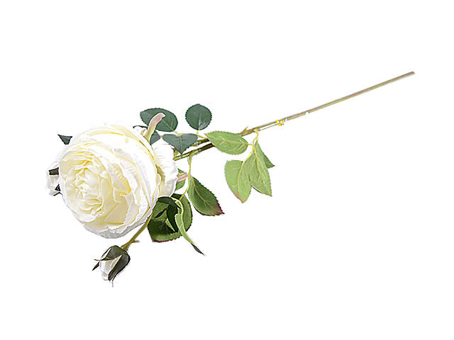 Rosa royal cabage 8853x