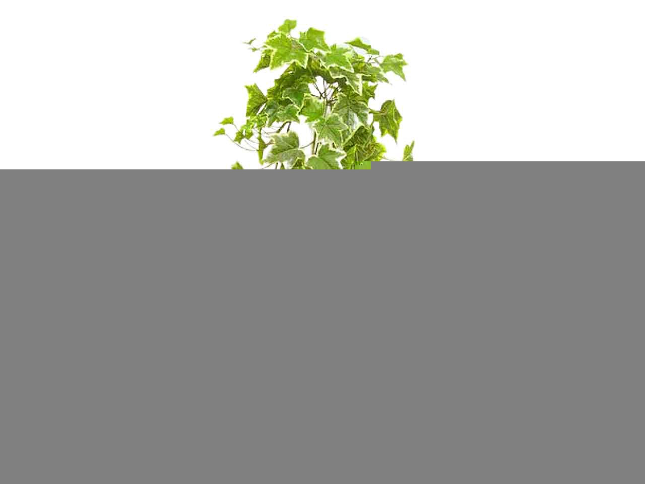 Sciarpa viscosa unisex 80x180cm se0621