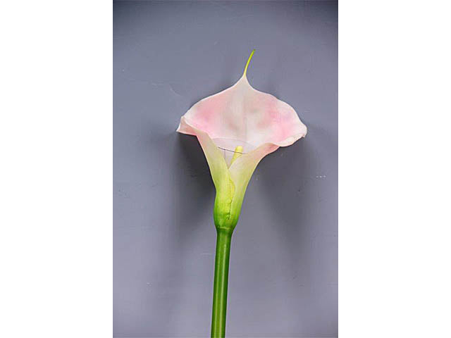 Calla rosa a09478