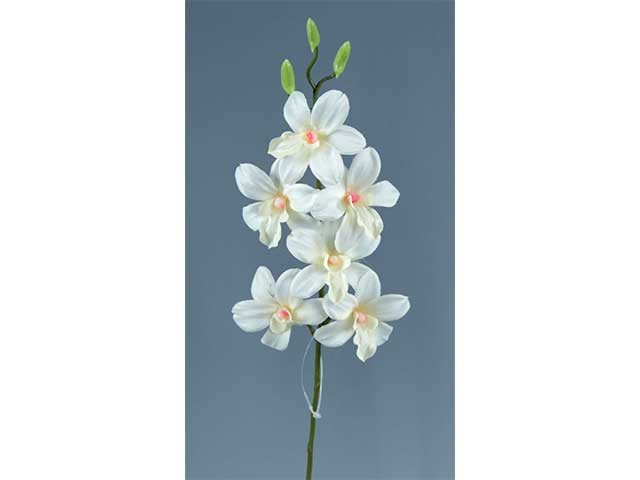 orchidea crema a00297