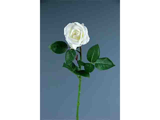 Bocciolo iris bianco a11019