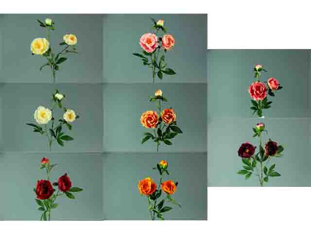 peonia a13352