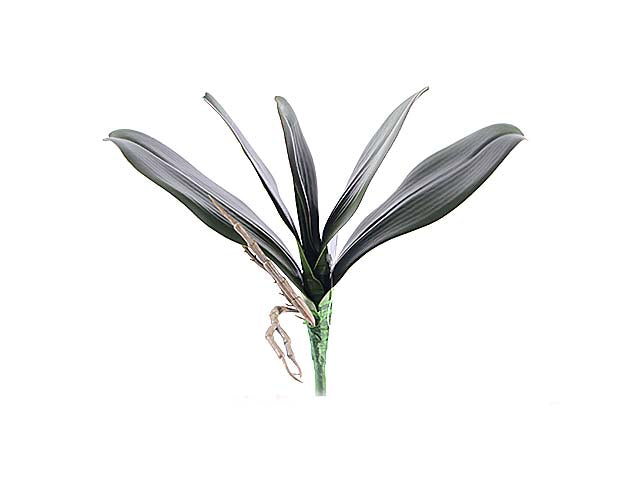 Foglie orchidee a13361
