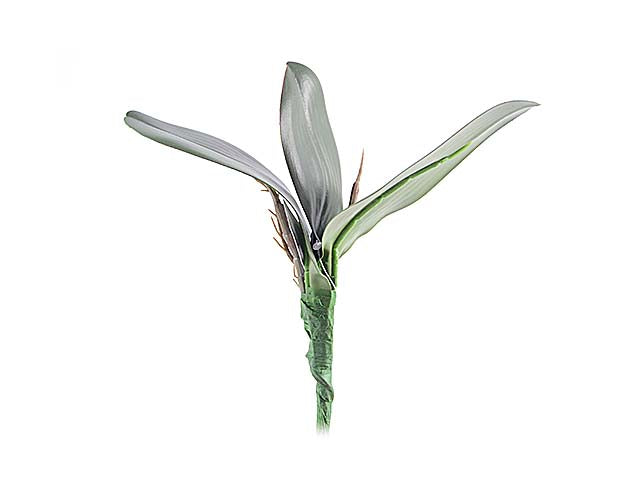 foglie orchidee a13362