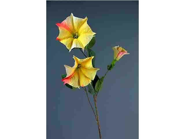 Sudaville giallo a10817