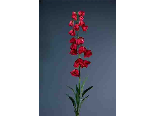 Fritteiaria a10910
