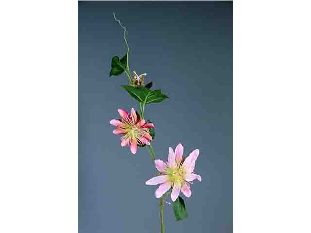 Passiflora rosa a10998