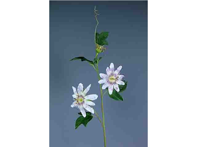 Passiflora crema a10998