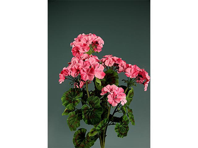 geranio rosa a13382