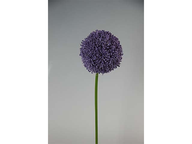 Allium lavanda a12212