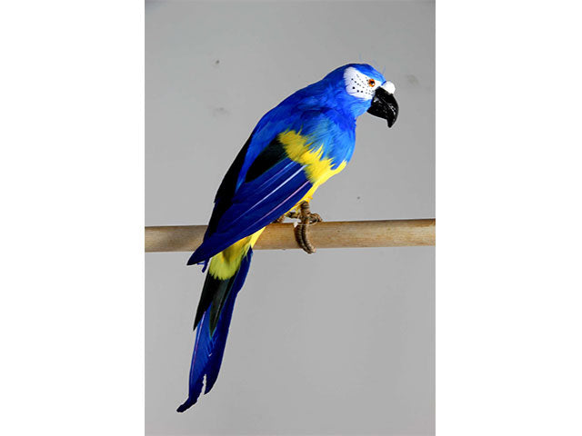 pappagallo blu 40cm a17776