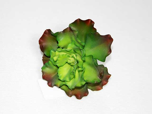 pianta crassula arborescens 13cm a20334
